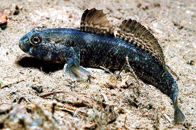 Gobius paganellus_01